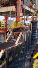 Large Sea Lion Trying to Jump into Water From Oil Rig Hits Boat