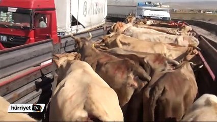 Kars'tan İstanbul'a kurbanlık sevkiyatı