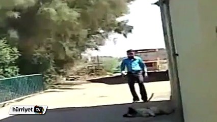 İnternette en çok paylaşılan köpek korkutma videosu