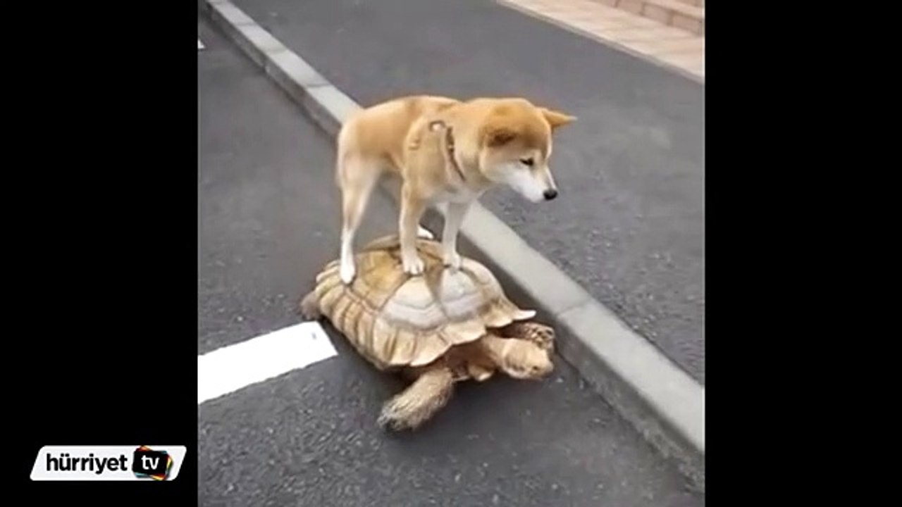 Keyfine düşkün köpeğin kaplumbağa sırtında yolculuğu