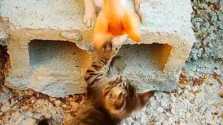 Baby Cats - Cute And Funny Little Cat Videos Compilation | Cat Fighting | Cute Animals Yt