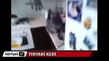Tiryaki kedi görenleri şaşırttı