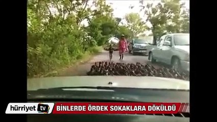 Binlerce ördek sokaklara döküldü