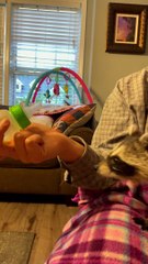 Abe the Orphaned Raccoon Kit Feeds on Bottle