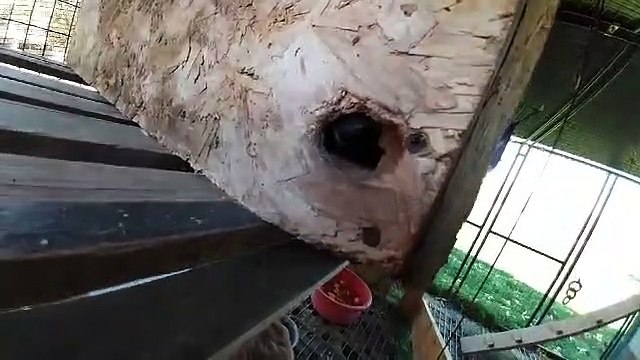 Spooky Spindly Fingers of a Raccoon