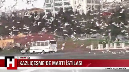 YÜZLERCE MARTI KAZLIÇEŞME'Yİ İSTİLA ETTİ