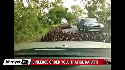 Binlerce ördek yolu trafiğe kapattı