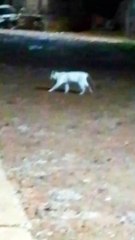 MUJHE NEEND NA AAYE  CAT FUNNY VIDEO