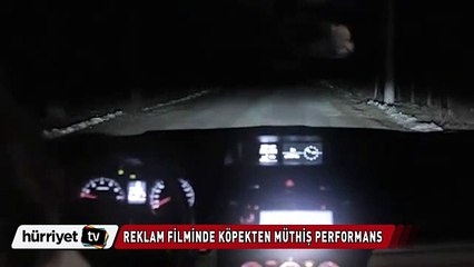 Reklam yıldızı köpeğin dudak ısırtan oyunculuğu