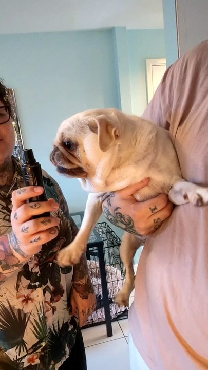 Drama Pug Hates Her Nails Trimmed