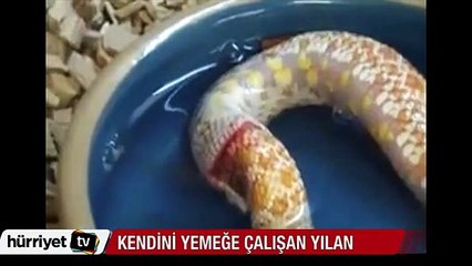 Kendini yemeye çalışan yılan