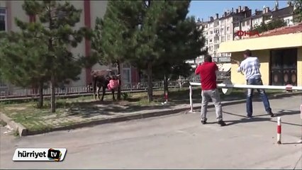 Korkunç manzara! Kesilen boğa traktör vincinde taşındı