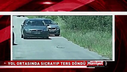 BU YILAN GÖRENLERİ HAYRETE DÜŞÜRDÜ