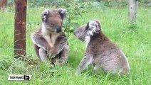 Koalaların kavgası izleyenleri güldürdü