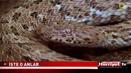 KUMUN ALTINA SAKLANIP AVINI BİR ANDA KAPTI