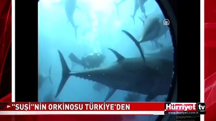 JAPONLAR TÜRKİYE'DEN BİZZAT GELİP ALIYOR