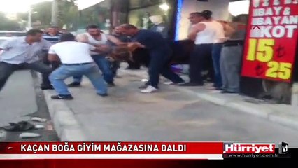 KAÇAN BOĞA GİYİM MAĞAZASINA DALDI