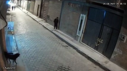 karma instantáneo al intentar golpear  un perro