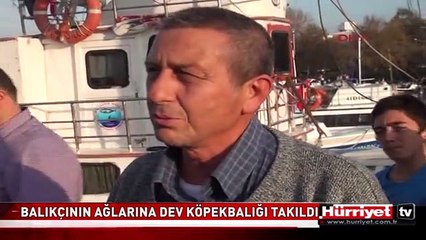 BALIKÇININ AĞLARINA DEV KÖPEKBALIĞI TAKILDI
