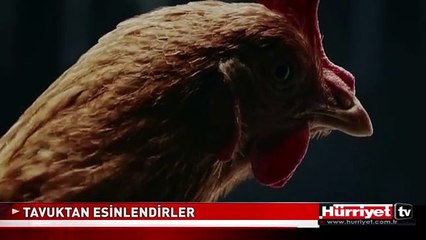 TAVUKLARIN SÜSPANSİYON SİSTEMİ