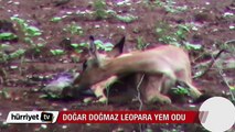 İmpala doğar doğmaz Leopara yem oldu