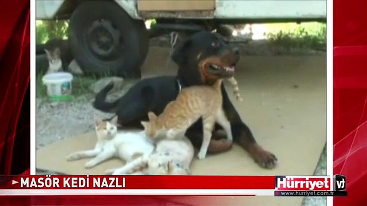 KÖPEĞE MASAJ YAPAN KEDİ