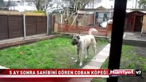 SAHİBİNİ 5 AY SONRA GÖRÜNCE BAKIN NE YAPTI