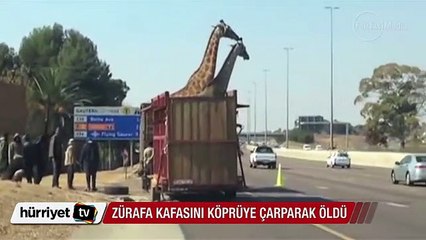 Kamyonla taşınan zürafa kafasını köprüye çarparak öldü