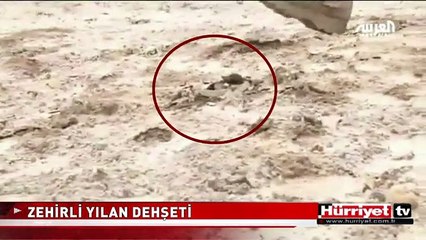 KOCA ŞEHRİ ZEHİRLİ YILANLAR BASTI