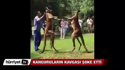 Kanguruların kavgası herkesi hayrete düşürdü
