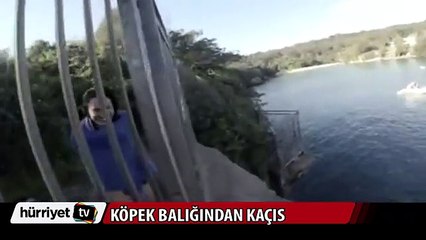 Büyük köpek balığından böyle kaçmaya çalıştı