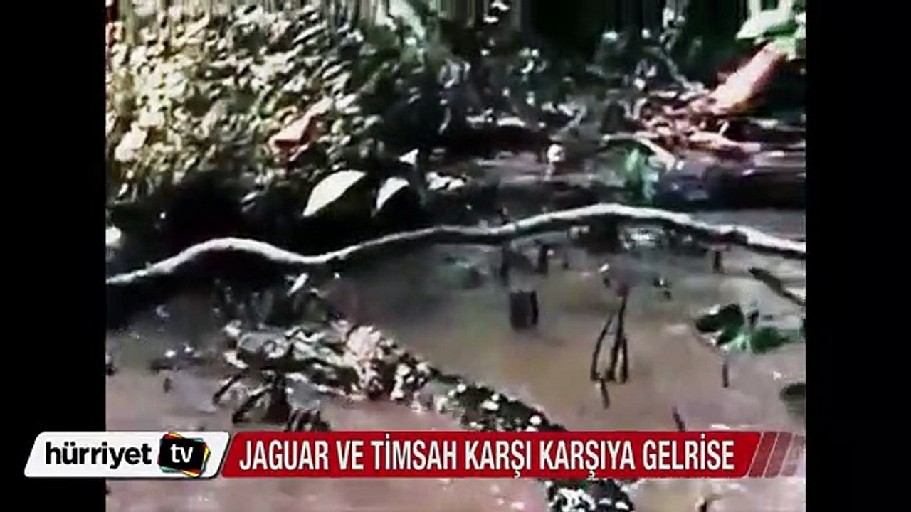 Jaguar ve timsah arasında büyük savaş