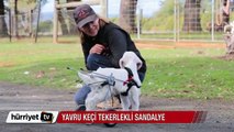 Yavru keçiye tekerlekli sandalye