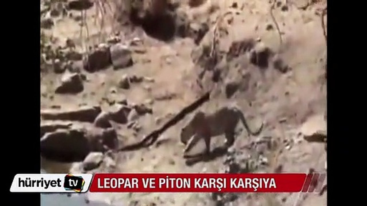 Leopar Piton avında