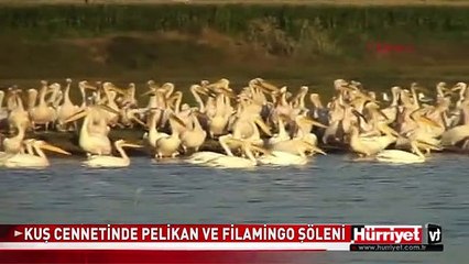 MANYAS KUŞ CENNETİNDE PELİKAN VE FİLAMİNGO ŞÖLENİ