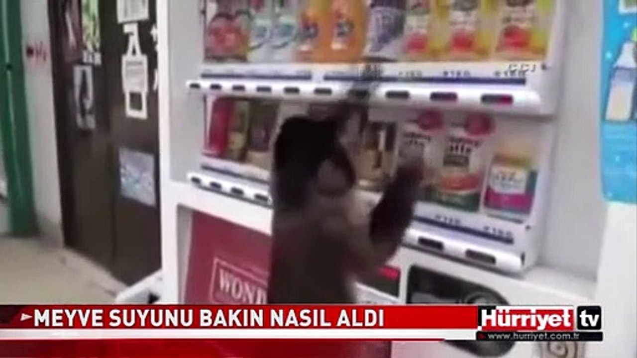 BU MAYMUN BAKIN NELER YAPIYOR