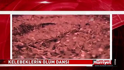 HER YIL AYNI YERDE OLUYOR