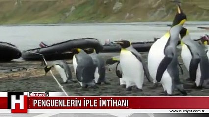 PENGUENLERİN İPLE İMTİHANI