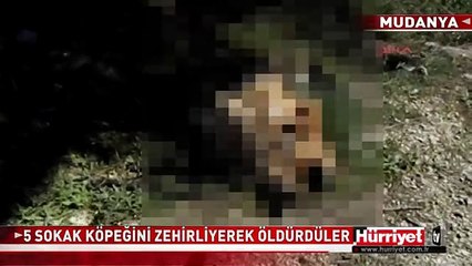 MUDANYA'DA SOKAK KÖPEKLERİ ZEHİRLENEREK ÖLDÜRÜLDÜ