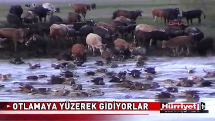 BU KÖYDE HAYVANLAR OTLAMAYA YÜZEREK GİDİYOR