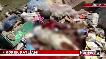 SİNOP'TAKİ KÖPEK KATLİAMININ GÖRÜNTÜLERİ