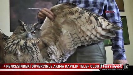 PUHU KUŞUNUN KORKUNÇ SONU