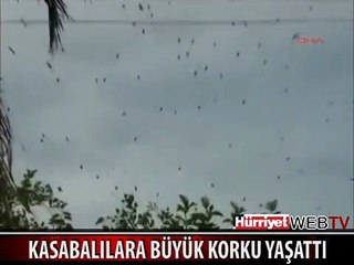 KASABADA ÖRÜMCEK İSTİLASI