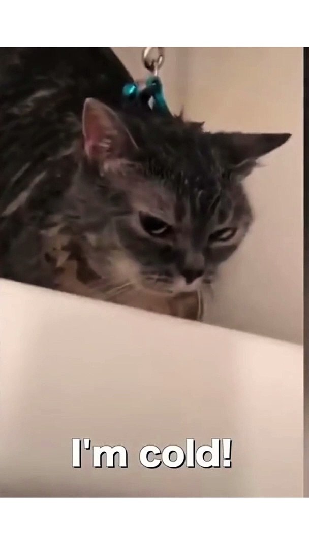 Funny Cats and Cute Cats, Cute cat