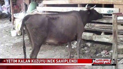 YETİM KUZUYA İNEK SAHİP ÇIKTI