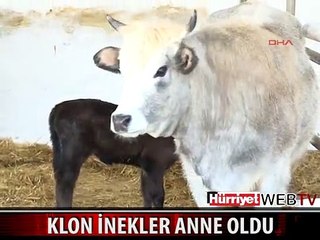 TÜRKİYE'DE İLK KEZ KLON İNEKTEN BUZAĞI DOĞUMU GERÇEKLEŞTİ