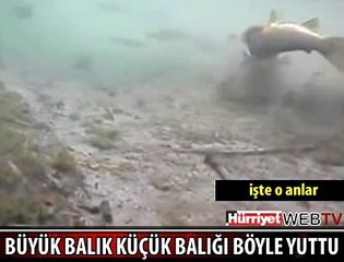 KÜÇÜK BALIĞI BÖYLE YUTTU