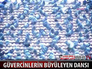 SİVEREK'TE GÜVERCİNLERİN DANSI GÖRENLERİ ŞAŞIRTTI