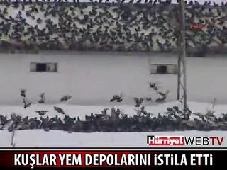 AÇ KALAN KUŞLAR YEM DEPOLARINI İSTİLA ETTİ
