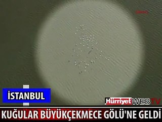 KUĞULAR BÜYÜKÇEKMECE GÖLÜ'NE GELDİ